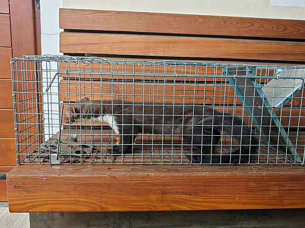 Past za kune - enostranska